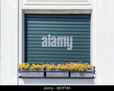 Green Shuttered Window with Flower Box on White Wall Stock Photo
