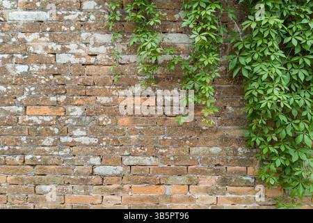 Old Brick Wall with Green Climbing Vines Stock Photo