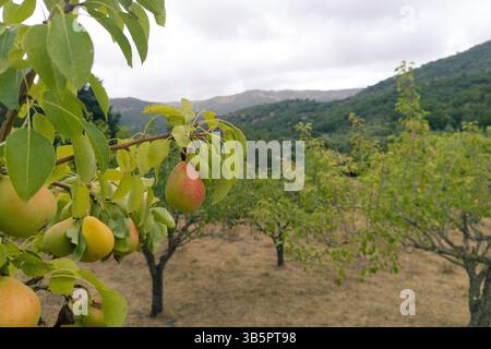 Ripe Pears on Orchard Tree Branch with Mountain View Stock Photo