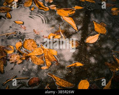 Orange Autumn Leaves Fallen into Puddle Stock Photo