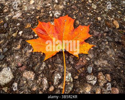 Orange Maple Leaf on Rocky Autumn Ground Stock Photo