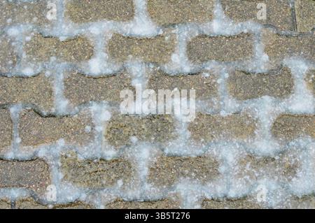 Remains of wet snow on rectangular paving stones Stock Photo