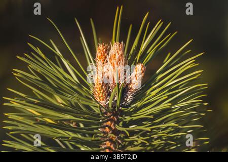 Close-up of coniferous tree branches against a blurred background. Stock Photo
