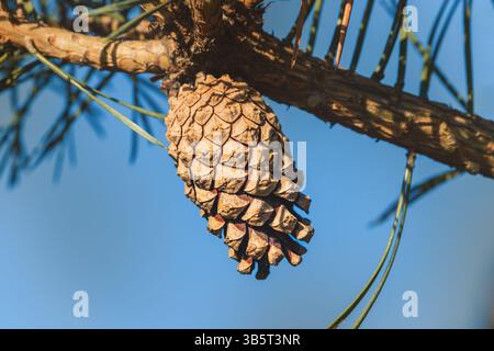 Close-up of coniferous tree branches against a blurred background. Stock Photo