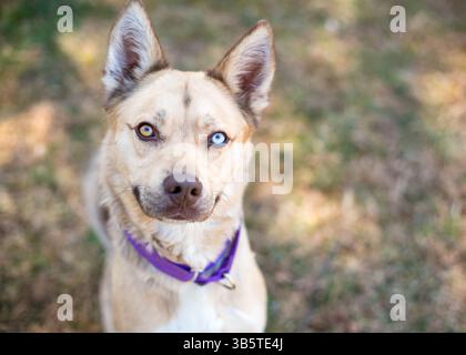 A cute mixed breed dog with heterochromia, one blue eye and one brown eye Stock Photo