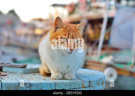 Ginger and white stray cat sitting on a rustic wooden table by the harbor with fishing boats in the background. Stock Photo