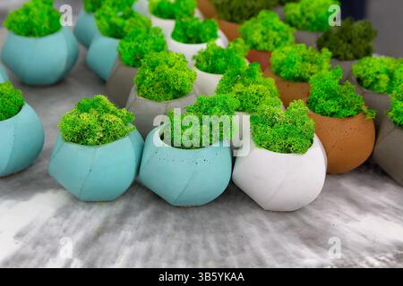 Cute stabilized green moss in multi -colored concrete pots. Sale Stock Photo