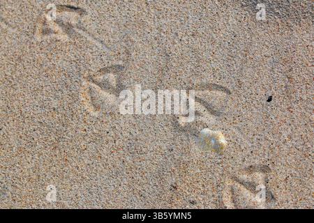 Bird footprints in golden beach sand with a seashell, close-up top view, natural wildlife trace on a sunny Baltic coastline. Stock Photo
