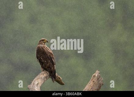 June 5, 2022, Elkton, Oregon, USA: A rain shower sweeps through the area as a young bald eagle perches on a dead tree along the Umpqua River near Elkton in southwestern Oregon. (Credit Image: © Robin Loznak/ZUMA Press Wire) Stock Photo