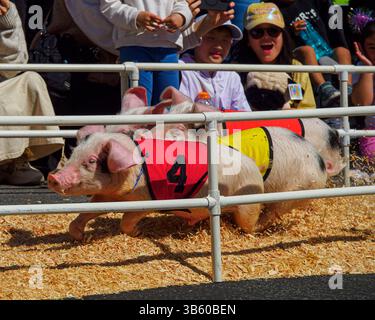 Piglets Compete in the All-Alaskan Racing Pigs Event at the San Mateo County Fair - June 9, 2024 Stock Photo
