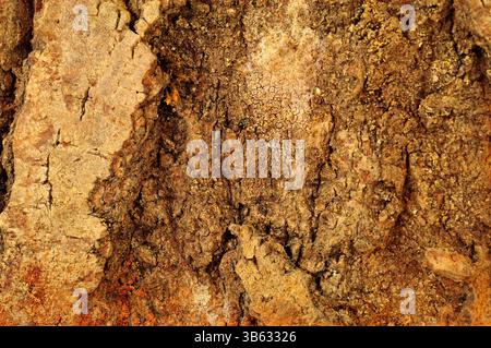 Natural rough tree trunk bark surface textured background detail Stock Photo