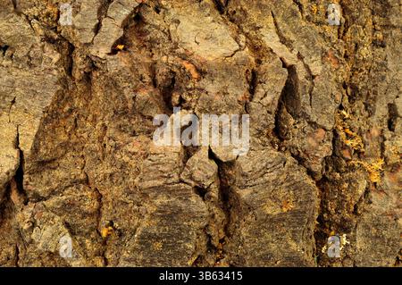 Natural rough tree trunk bark surface textured background detail Stock Photo