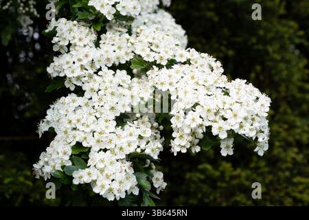 Crataegus monogyna or common hawthorn branch with white flowers Stock Photo