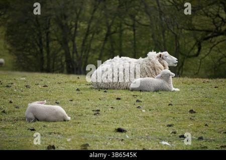 Ewe with two lambs resting together on a green pasture in the English countryside. Hastings,England Stock Photo