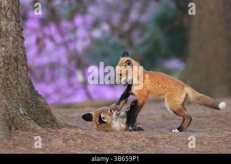Red foxes cubs playing in the forest, Canada Stock Photo