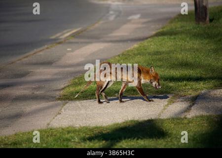 Red fox walking along a pavement and grassy verge in a suburban English street. Horley, England Stock Photo