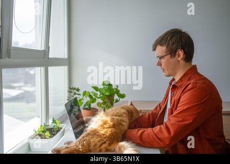 Young man working remotely on his laptop at a white desk by the window with his ginger cat lying on the computer keyboard, enjoying the natural light and the company of his pet Stock Photo