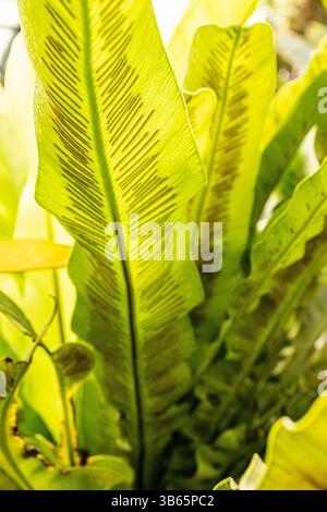 Beautiful natural background of tropical plant leaves. Bright green leaves with veins in sunlight, vertical near front view Stock Photo