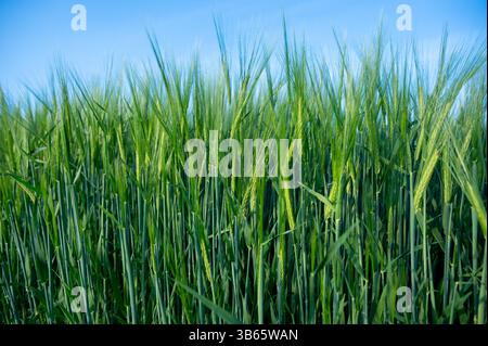 Young green barley (Hordeum vulgare) with a piece of blue sky Stock Photo