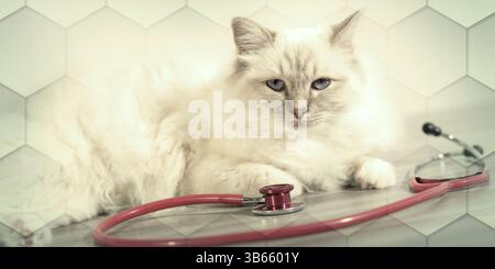 Beautiful white sacred cat of burma lying on table with stethoscope, geometric pattern Stock Photo