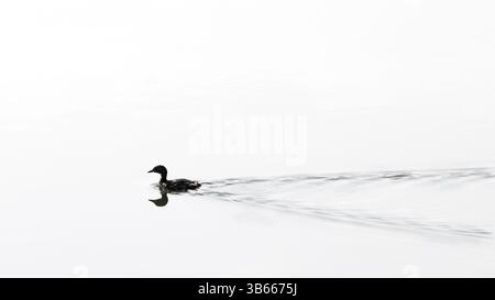 This minimalist, monochromatic image captures a serene and tranquil moment, with a lone duck silently gliding across a still, reflective water surface Stock Photo
