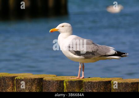 Yellow-legged gull (Larus michahellis) standing on mossy wooden breakwater by the Baltic Sea, sharp close-up with blue water background. Stock Photo