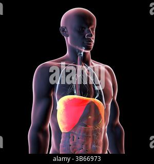 Illustration of the human body anatomy with highlighted diaphragm. The ...