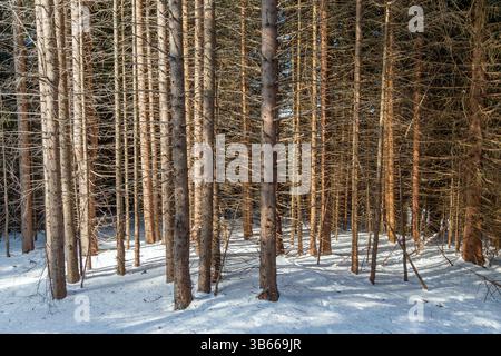dead spruce trees in a snow-covered forest Stock Photo