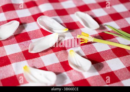 Soft white flower petals with subtle yellow accents and a green stamen are naturally scattered across a vibrant red and white checkered tablecloth, pe Stock Photo