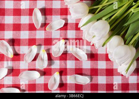 Top view of fresh white tulip blossoms and delicate petals arranged on a vibrant red and white checkered tablecloth, perfect for spring, rustic, or ho Stock Photo