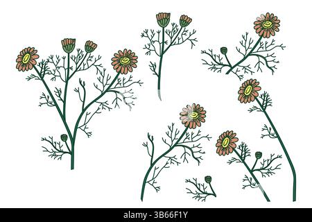 Botanical set plants daisy isolated on white background. Hand drawn bouquet chamomile with Flowers Stems Leaves vector illustration. Graphic design el Stock Vector