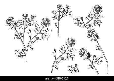 Line art botanical set plants daisy isolated on white background. Hand drawn outline bouquet chamomile with Flowers Stems Leaves vector illustration.G Stock Vector