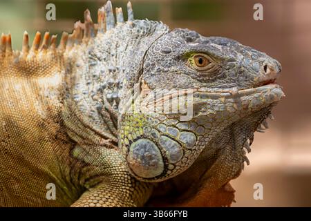 Head shot of a Green iguana, Iguana iguana. A close-up image of a wild green iguana that is resting on a sandy background. Stock Photo
