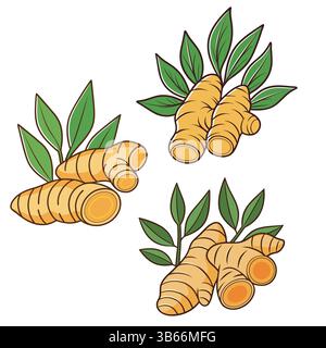 Fresh Turmeric Roots with Leaves, Ready for Use in Culinary or Medicinal Applications Stock Vector