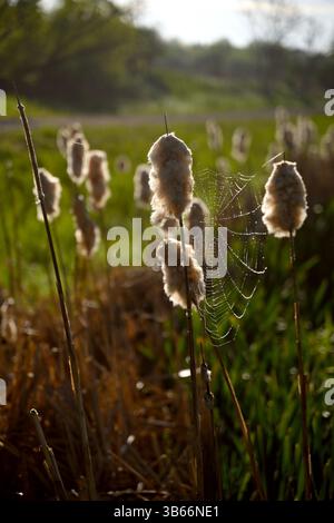 Spiders web or net on plants in a back light during sunset or sunrise.  Stock Photo