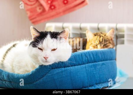 A tranquil scene showcases two adorable cats peacefully resting together in their cozy blue bed, enjoying comfort Stock Photo