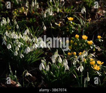 Snowdrops and winter aconites in February sunshine Stock Photo