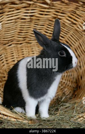 Domestic Rabbit Netherland Dwarf in basket Stock Photo
