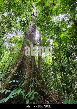 Dipterocarp tree trunk in Danum Valley Conservation Area Lahad Datu Sabah Stock Photo