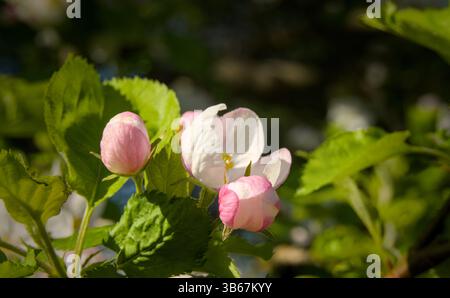 Details of beautiful white and pink apple blossoms Stock Photo