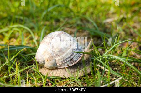 Edible snail crawling on the grass in the garden. Close-up Stock Photo