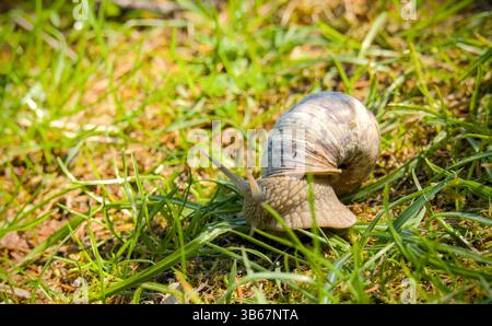Edible snail crawling on the grass in the garden. Close-up Stock Photo