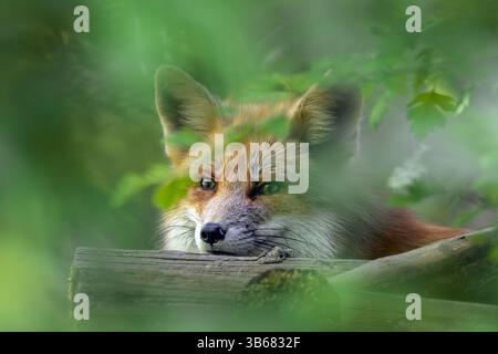 Close-up of red fox (Vulpes vulpes) looking through leaves in broadleaved forest in spring Stock Photo