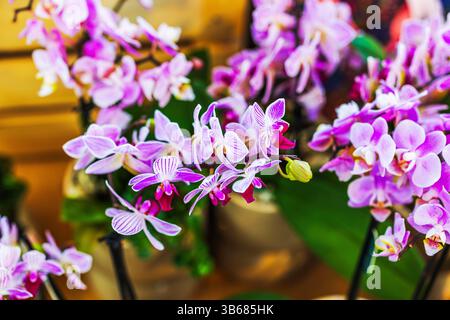 Close up view of blooming pink and white striped orchids in pots on store shelf. Stock Photo