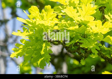 Fresh green oak tree leaves in spring, UK Stock Photo