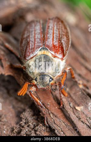 May bug or cockchafer Stock Photo - Alamy