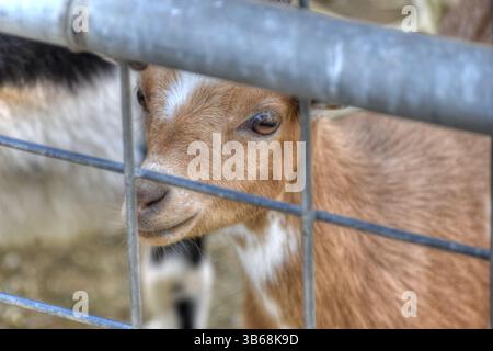 Goats at Petting Zoo, Baby Pygmy Goat Brown and White in Color. Stock Photo