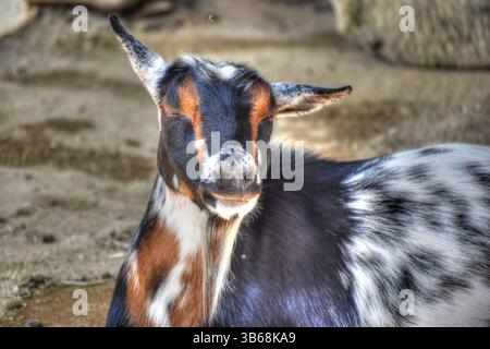 Goats at Petting Zoo, Pygmy GoatBrown White and Black in Color. Stock Photo