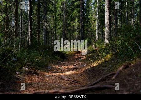 A close up of a dirt path through the woods in spring. Stock Photo