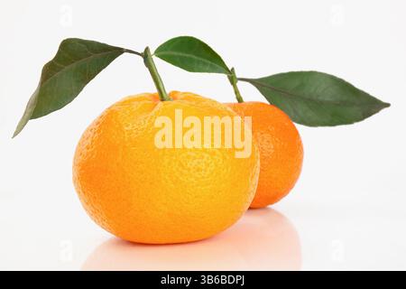 Two whole oranges with green leaves and stems placed on reflective white background, bright studio light Stock Photo